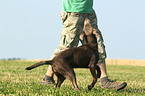Labrador Retriever