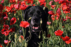 Labrador Retriever Portrait