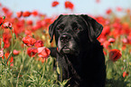 Labrador Retriever Portrait