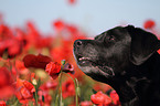 Labrador Retriever Portrait