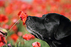 Labrador Retriever Portrait