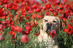 Labrador Retriever Portrait