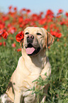 Labrador Retriever Portrait