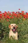 Labrador Retriever Portrait