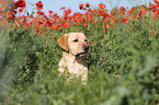 Labrador Retriever Portrait