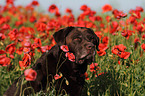 Labrador Retriever Portrait