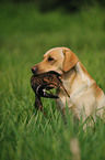 retrieving Labrador Retriever