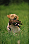 retrieving Labrador Retriever