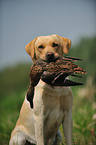 retrieving Labrador Retriever