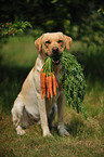 retrieving Labrador Retriever