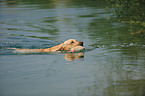 retrieving Labrador Retriever