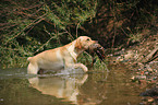 retrieving Labrador Retriever