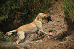 retrieving Labrador Retriever