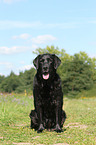 sitting Labrador Retriever