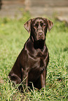young Labrador Retriever