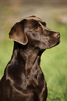 young Labrador Retriever
