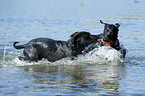 playing Labrador Retriever