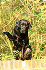 sitting Labrador Retriever