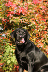 Labrador Retriever Portrait