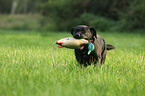 retrieving Labrador Retriever