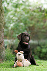 Labrador Retriever Puppy