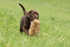 Labrador Retriever Puppy