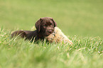 Labrador Retriever Puppy