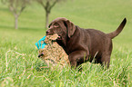 Labrador Retriever Puppy