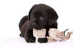 Labrador Retriever Puppy