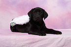 Labrador Retriever Puppy