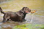 playing Labrador Retriever