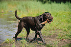 playing Labrador Retriever