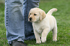 Labrador Retriever Puppy