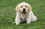 Labrador Retriever Puppy