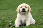 Labrador Retriever Puppy