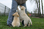 Labrador Retriever Puppies