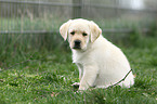 Labrador Retriever Puppy