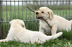 Labrador Retriever Puppies