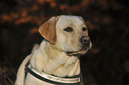 Labrador Retriever Portrait