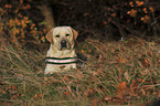 lying Labrador Retriever