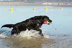 playing Labrador Retriever