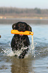 playing Labrador Retriever