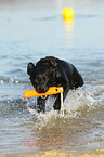 playing Labrador Retriever