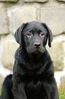 Labrador Retriever Puppy