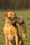 retrieving Labrador Retriever