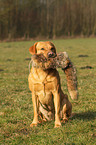 retrieving Labrador Retriever