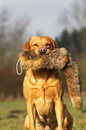 retrieving Labrador Retriever