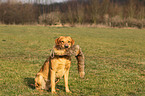 retrieving Labrador Retriever