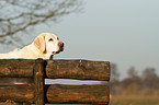 Labrador Retriever Portrait