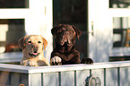 2 Labrador Retrievers